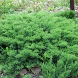 Opis daurijske kleke